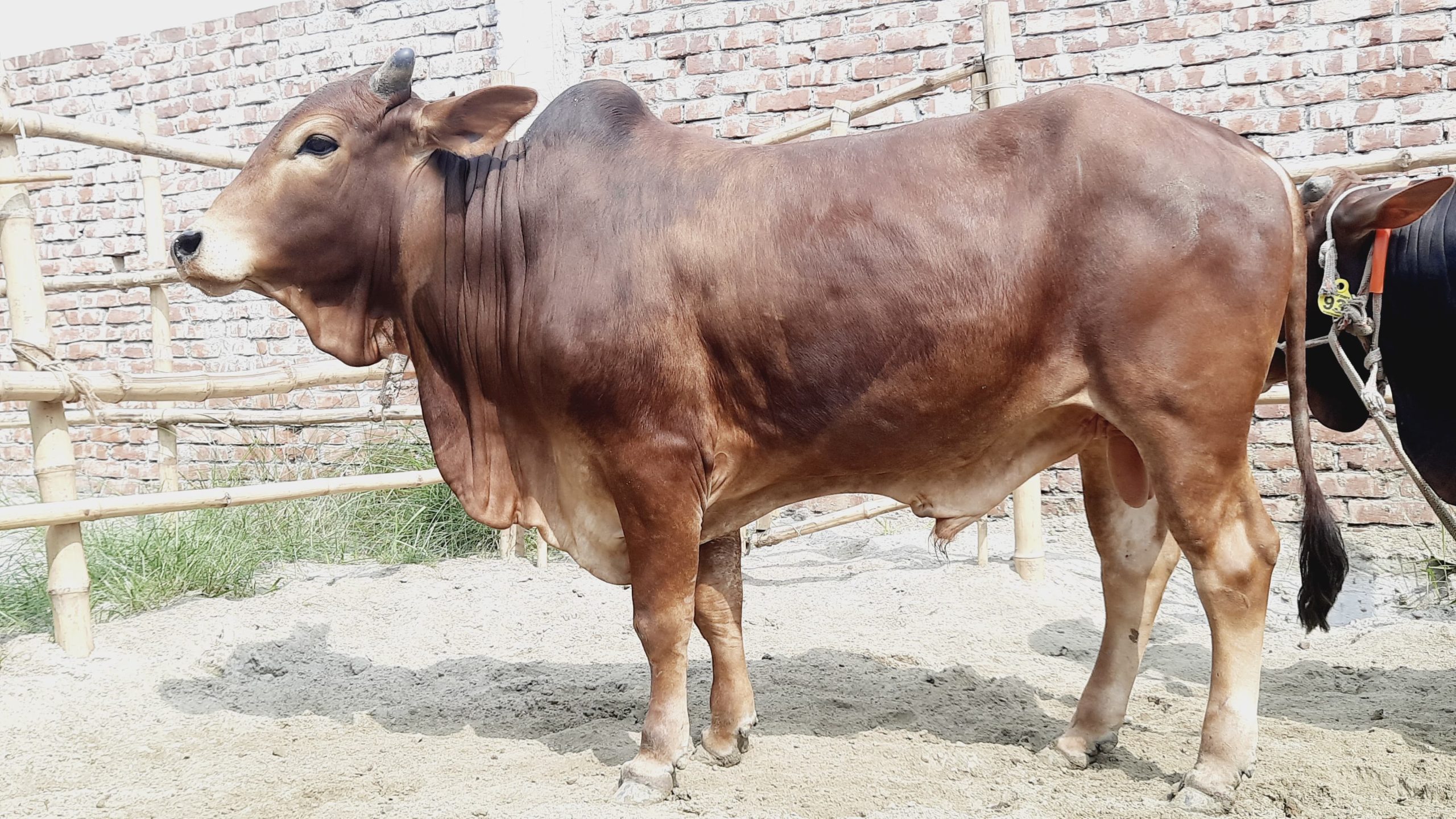 (SOLD)TAG91/101-374 KG - Image 6