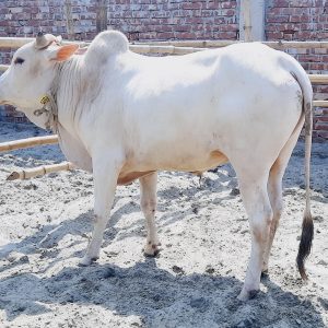 (SOLD) TAG-112 276 KG