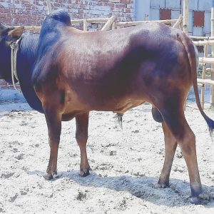 (SOLD)TAG 115-232 KG