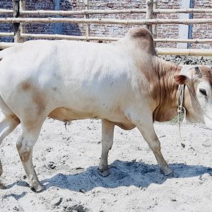 (SOLD)TAG 118-238 KG