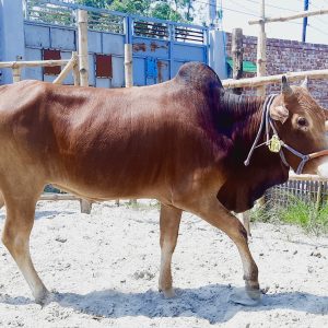 (SOLD) TAG 114-213KG