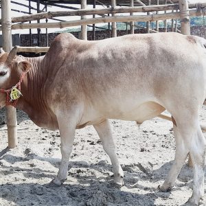 (SOLD)TAG 116-205 KG