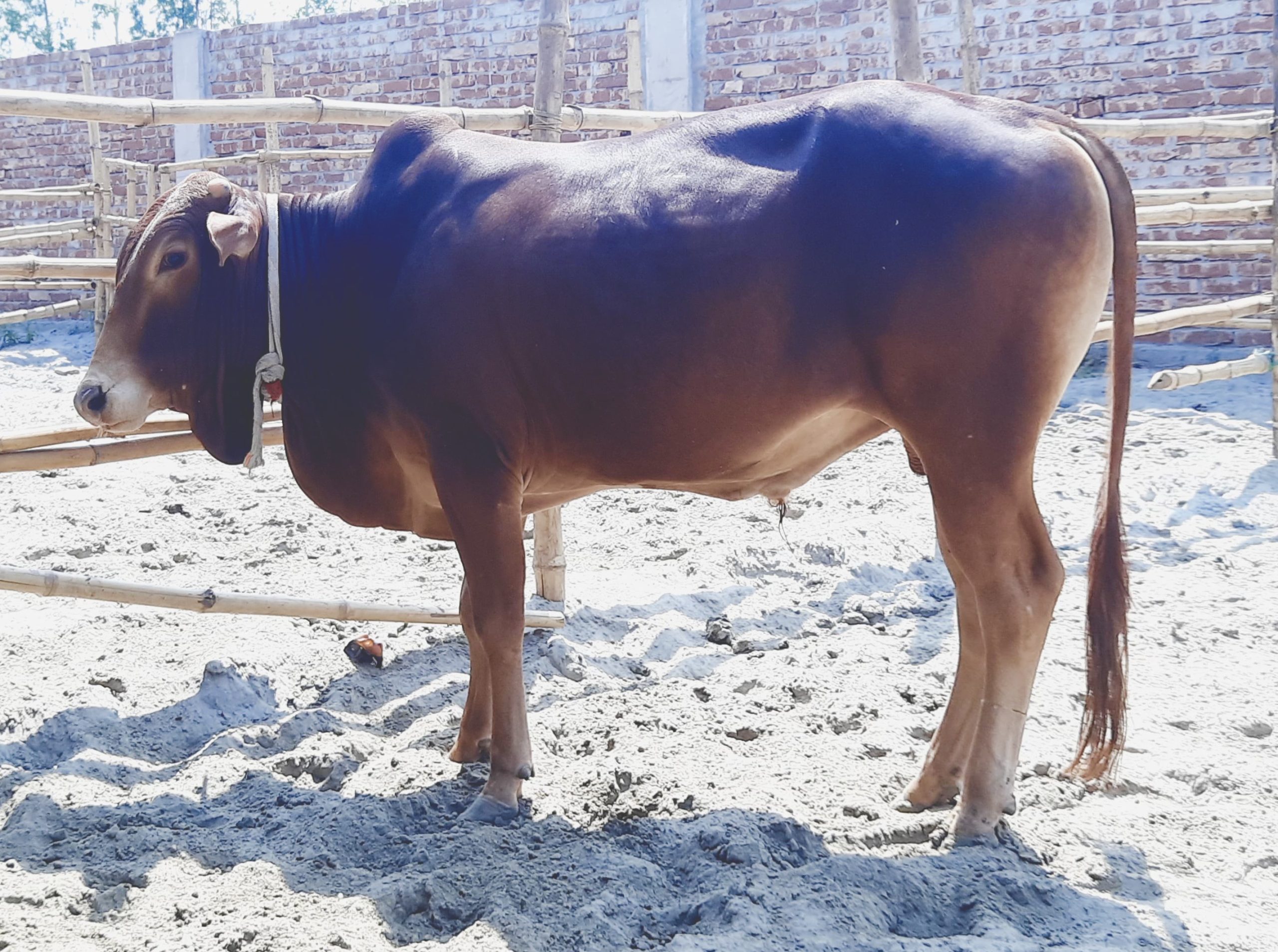 (SOLD)TAG 117-262 KG - Image 4