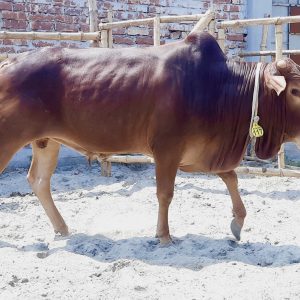 (SOLD)TAG 117-262 KG