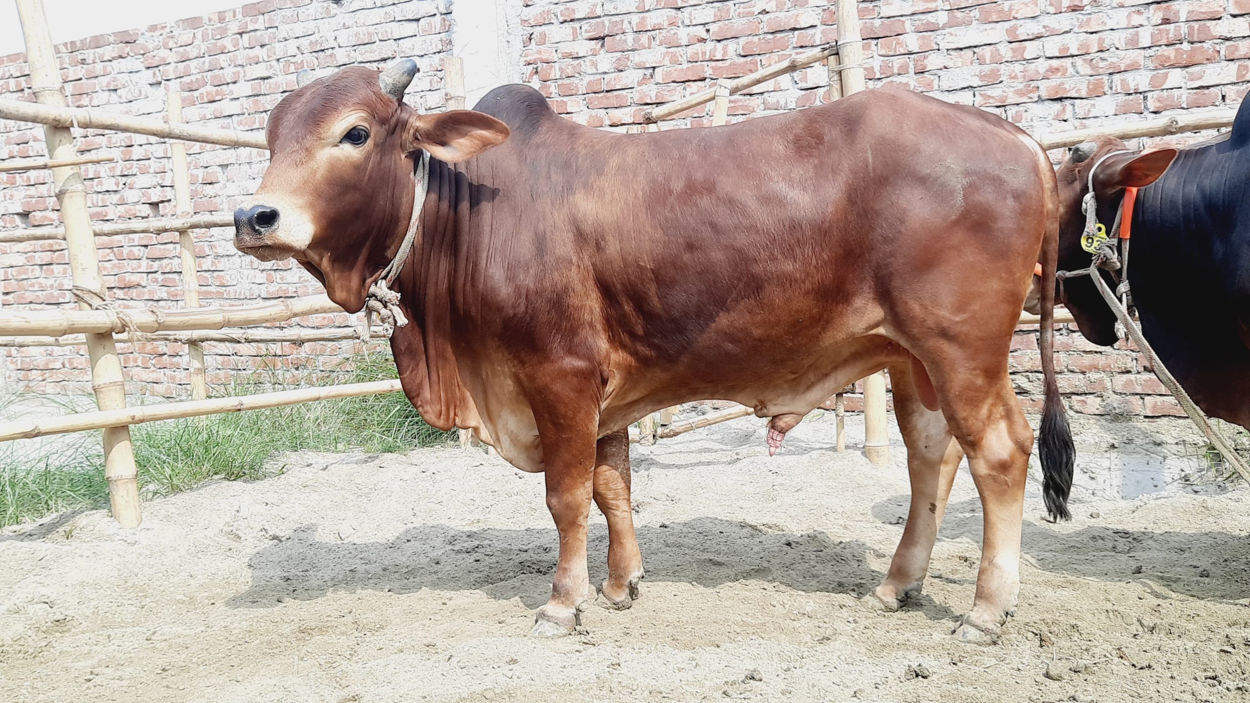 (SOLD)TAG91/101-374 KG - Image 3