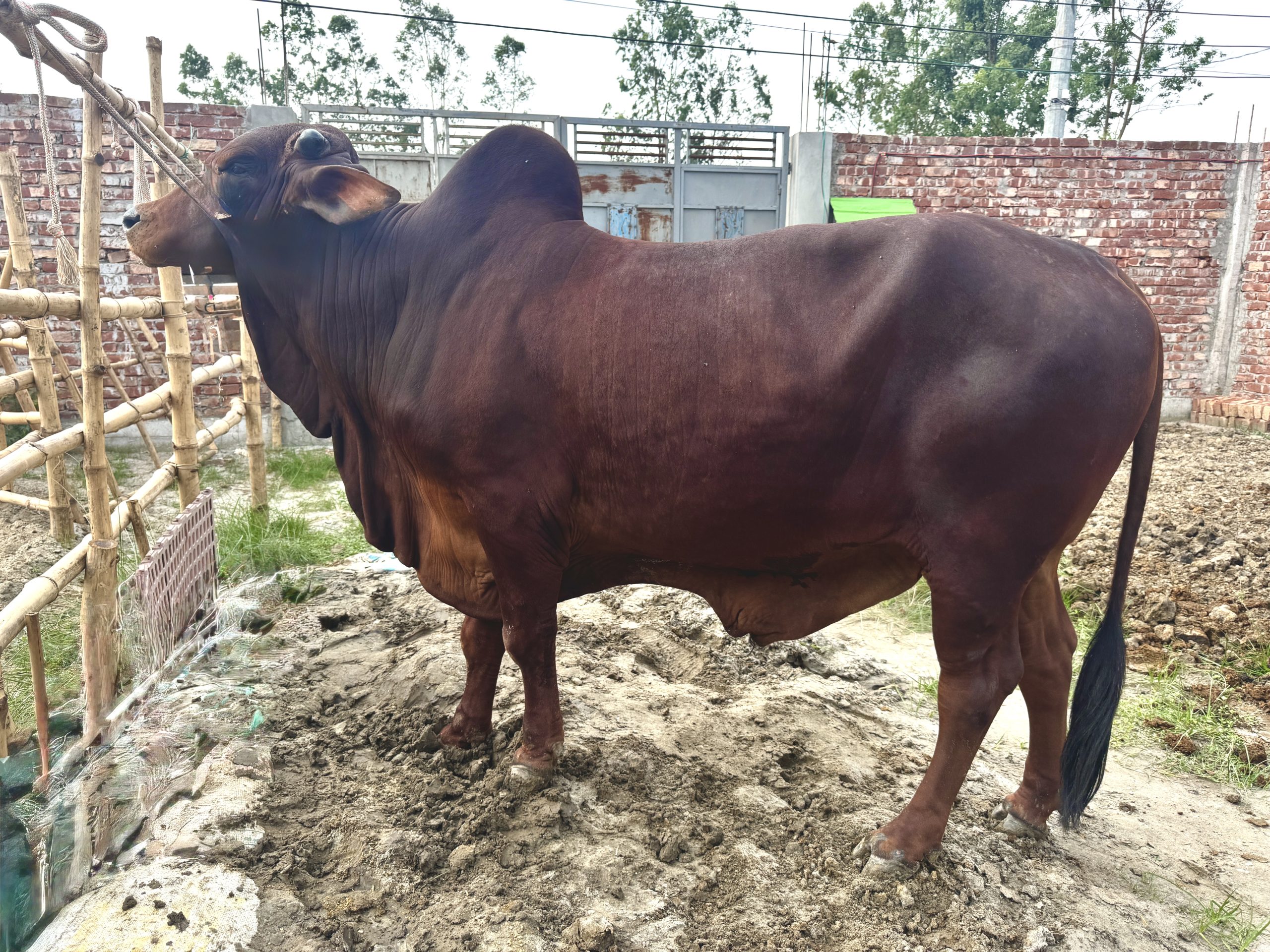 (SOLD)TAG48-445KG - Image 3