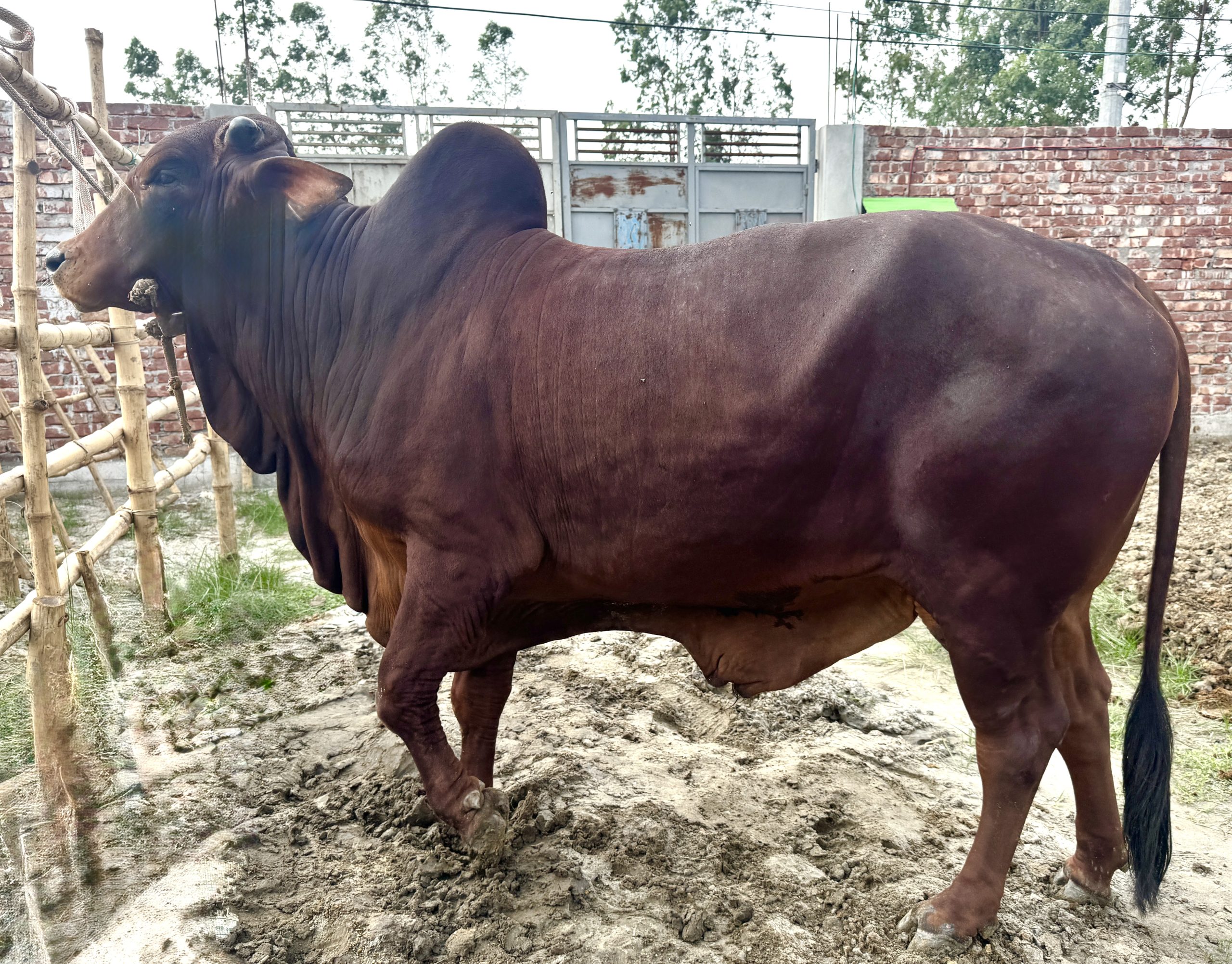 (SOLD)TAG48-445KG - Image 2