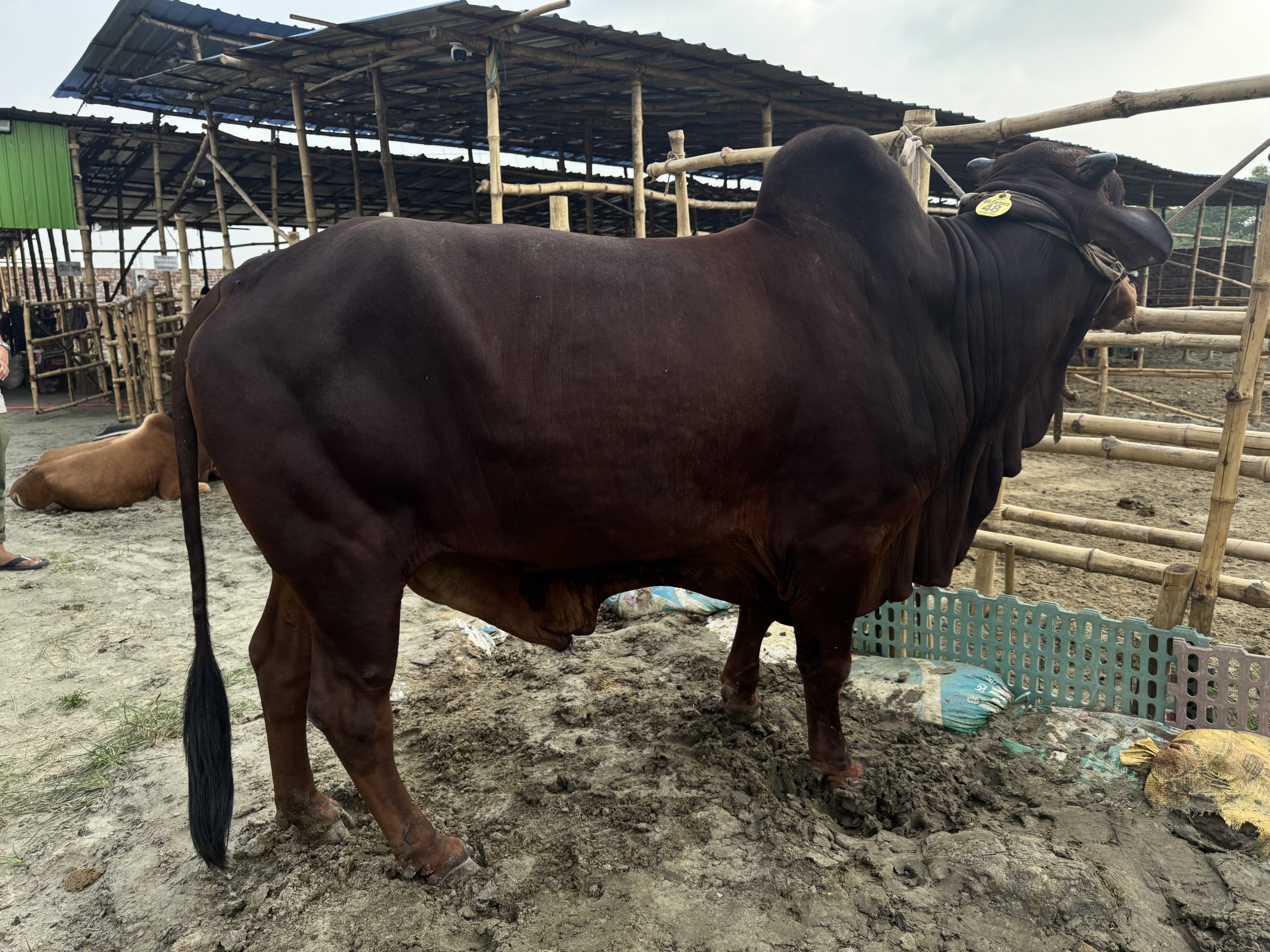 (SOLD)TAG48-445KG - Image 4