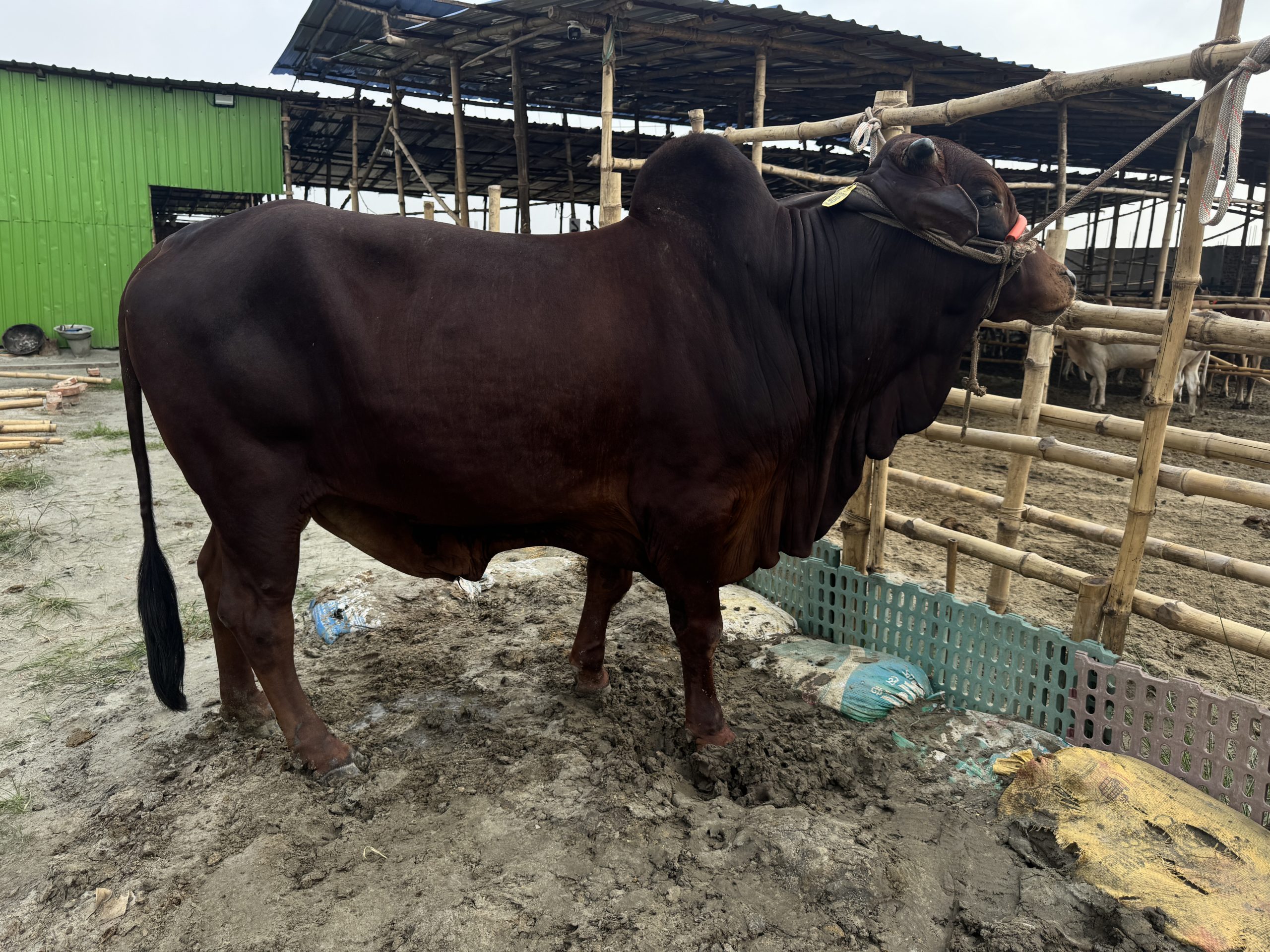 (SOLD)TAG48-445KG - Image 5