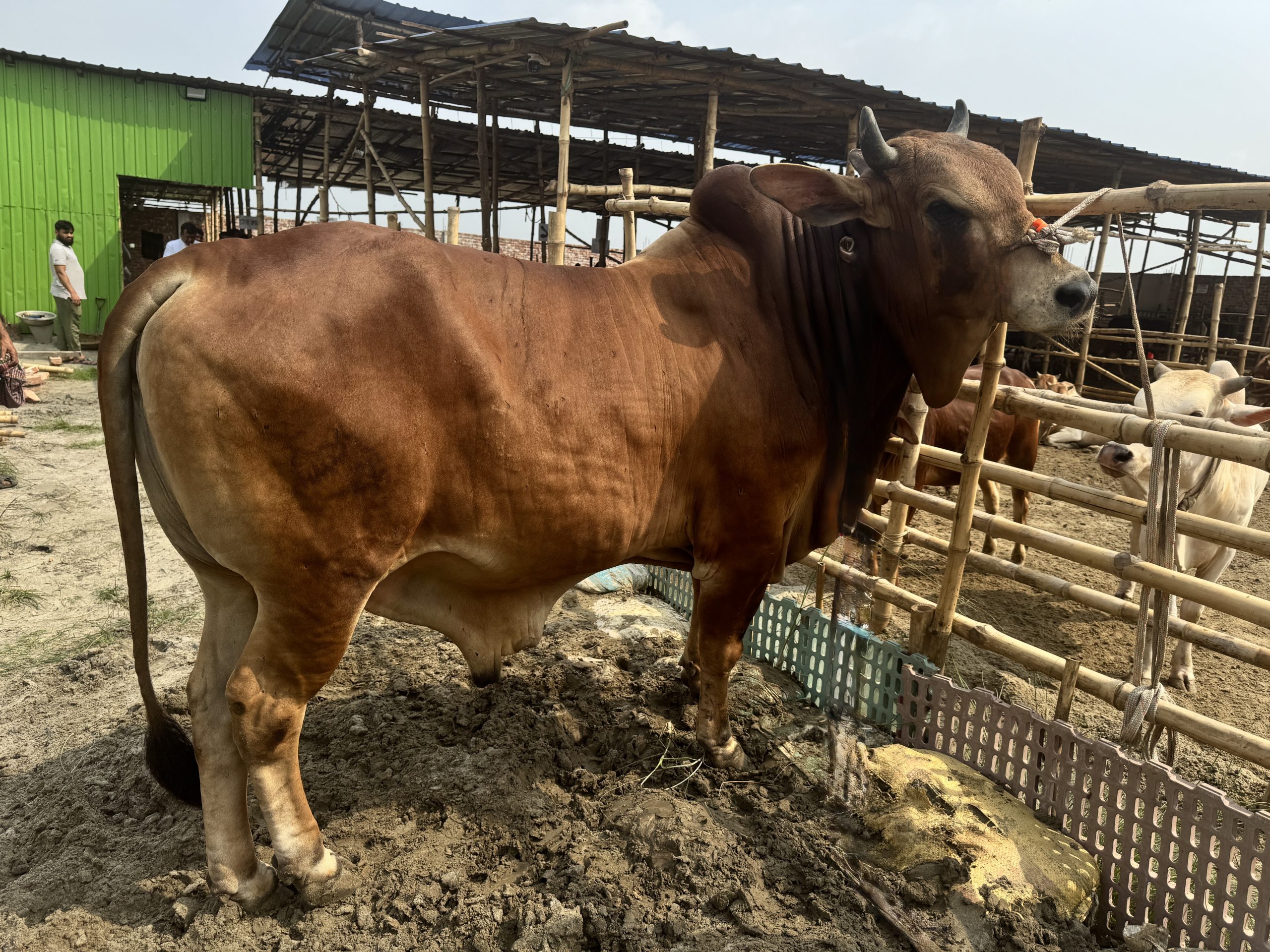 (SOLD)TAG50-502KG - Image 7