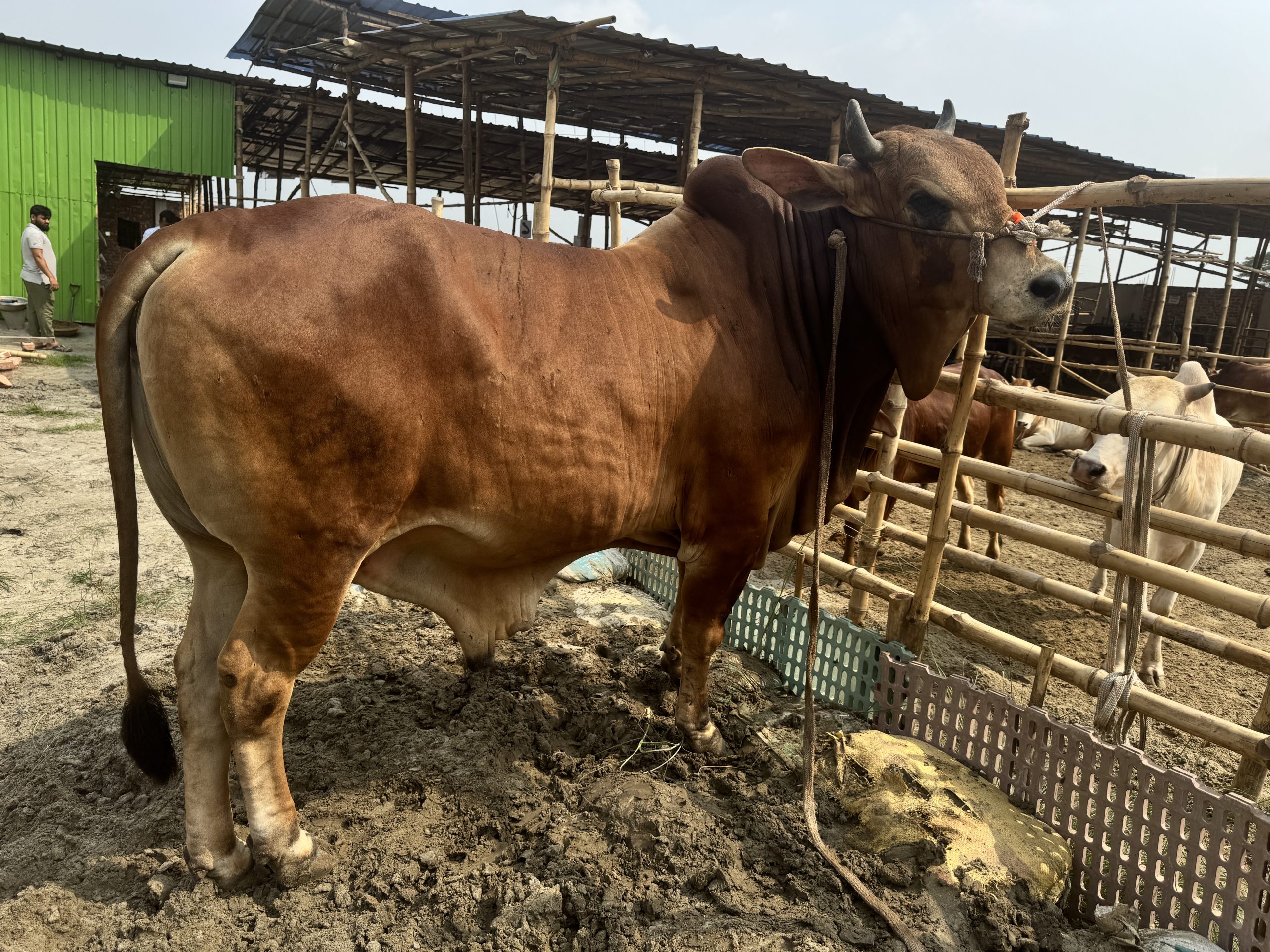 (SOLD)TAG50-502KG - Image 6