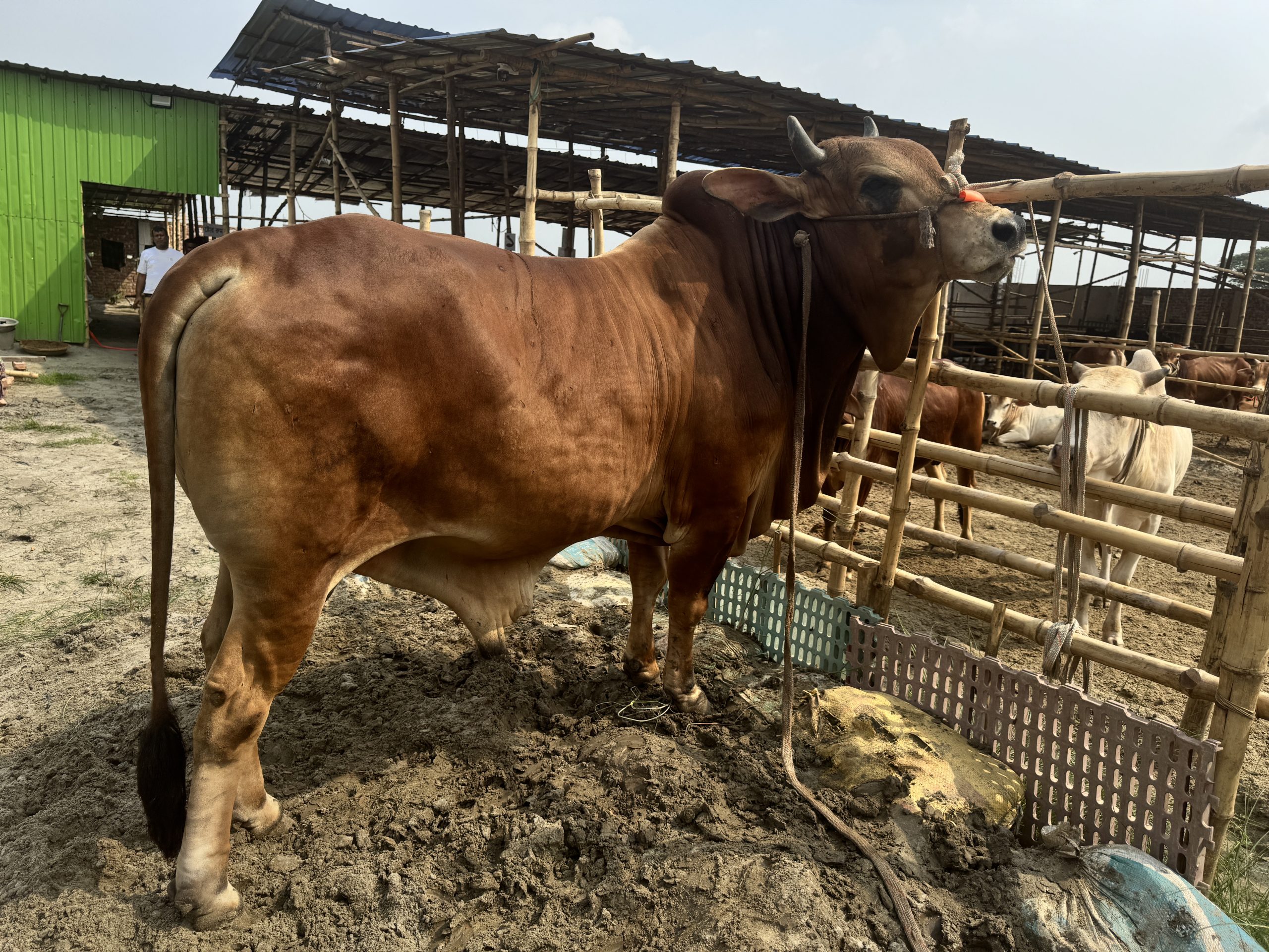 (SOLD)TAG50-502KG - Image 4