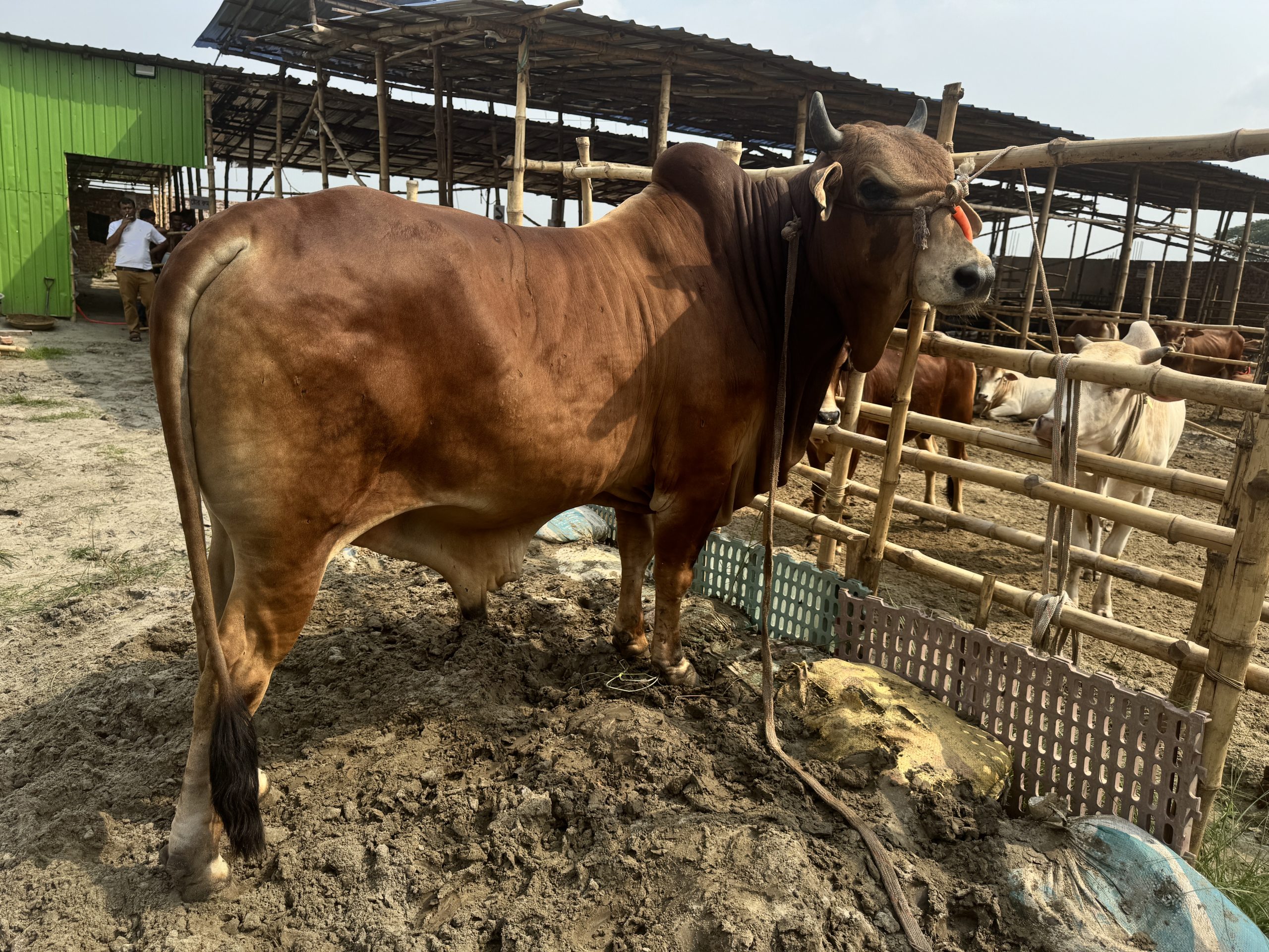 (SOLD)TAG50-502KG - Image 3