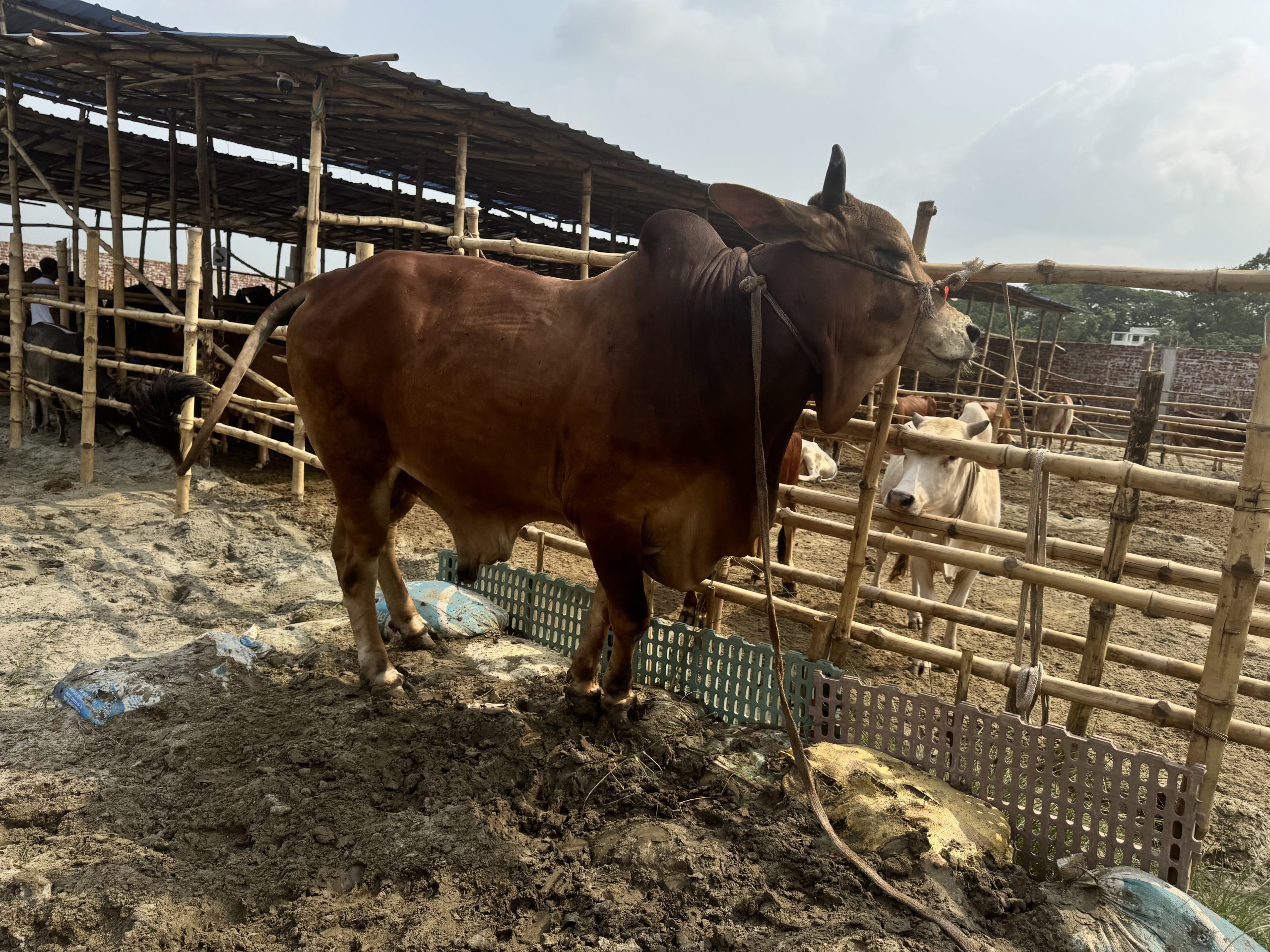 (SOLD)TAG50-502KG - Image 2