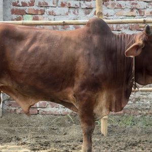 (SOLD)TAG91/101-374 KG