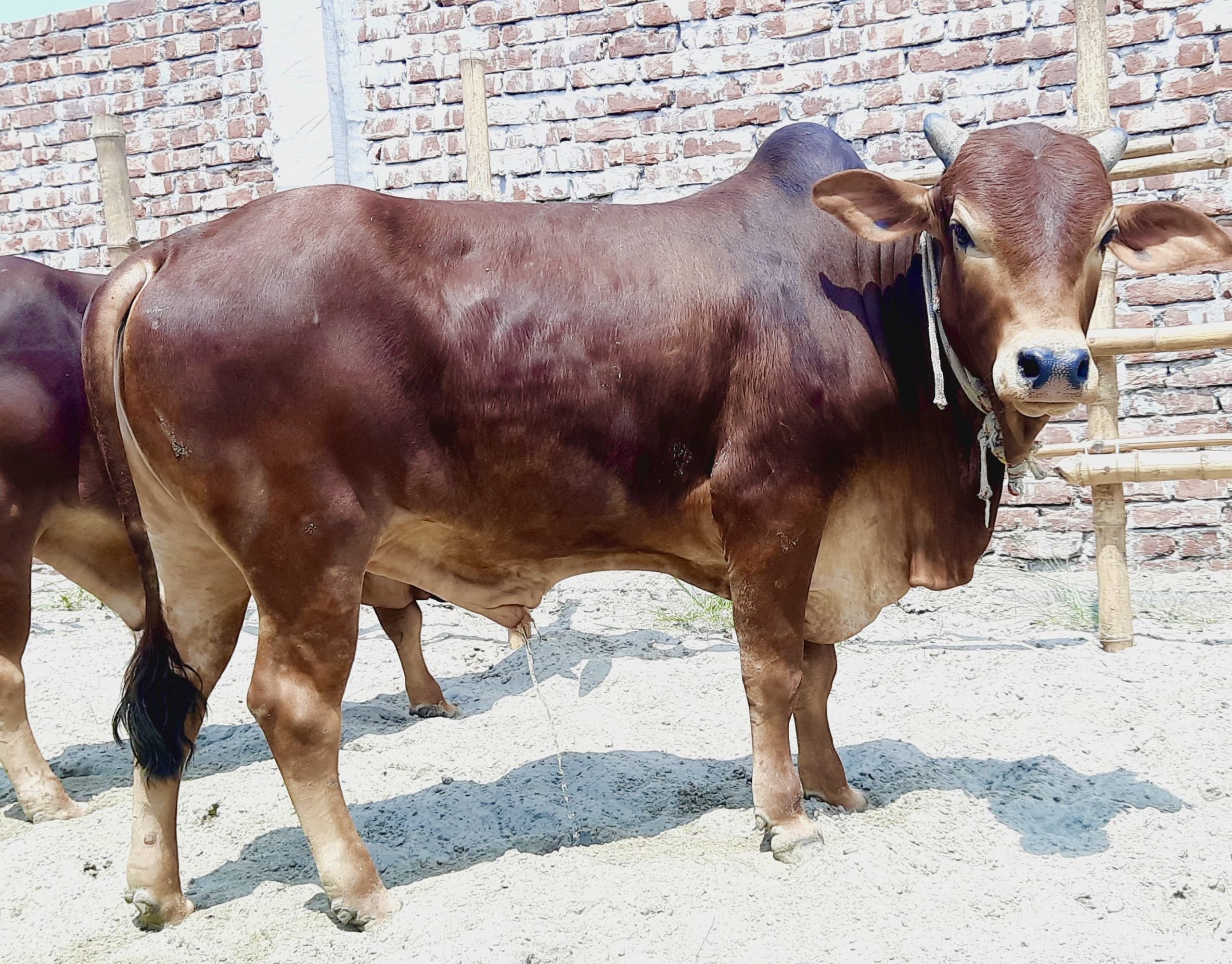 (SOLD)TAG91/101-374 KG - Image 10