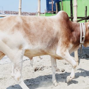 (Sold)TAG 111-241 KG