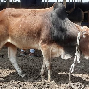 ( Sold)TAG 446-226 KG (Approx up to Eid)