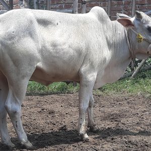 TAG 436-176 KG (Approx up to Eid)