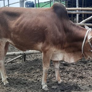 (SOLD)TAG 448-183 KG (Approx up to Eid)