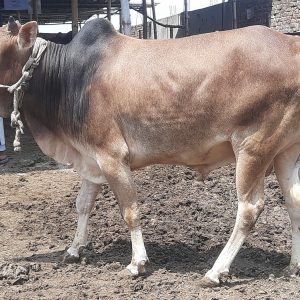 (SOLD)TAG 458-196 KG (Approx up to Eid)