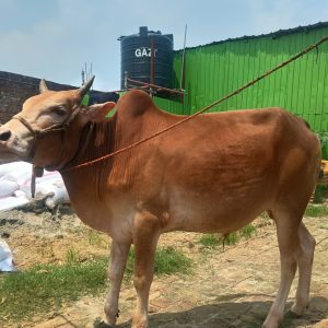(SOLD)TAG 468-188 KG (Approx up to Eid)