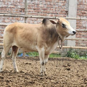 (SOLD)TAG 452-225 KG (Approx up to Eid)