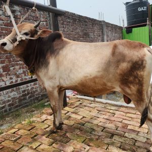 (SOLD)TAG 470-214 KG (Approx up to Eid)