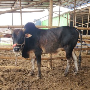 TAG 469-216 KG (Approx up to Eid)