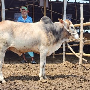 (SOLD)TAG 454-239 KG (Approx up to Eid)