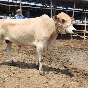 (SOLD)TAG 456-252 KG (Approx up to Eid)