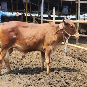 TAG 466-220 KG (Approx up to Eid)