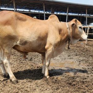 (Sold)TAG 440-271 KG (Approx up to Eid)