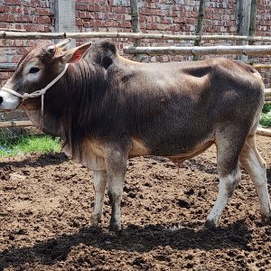(sold)TAG 455-224 KG (Approx up to Eid)