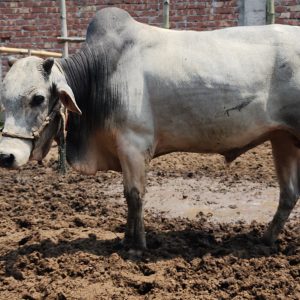 (Sold)TAG 437-235 KG (Approx up to Eid)