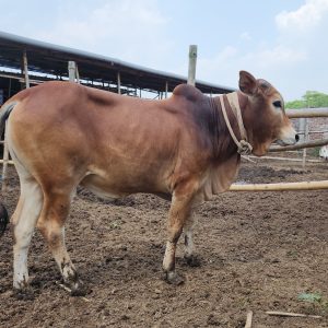 (Sold)TAG 450-237 KG (Approx up to Eid)