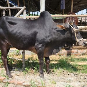 (Sold)TAG 418-222 KG (Approx up to Eid)