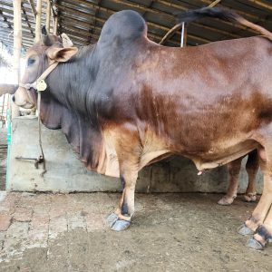 TAG 434-456 KG (Approx up to Eid)