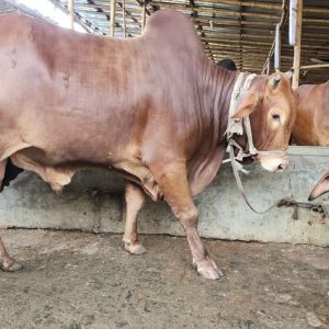 TAG 423(Hasha)-435 KG (Approx up to Eid)