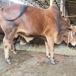 TAG 449-493 KG (Approx up to Eid)