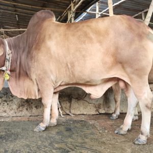 (Sold)TAG 432-477 KG (Approx up to Eid)