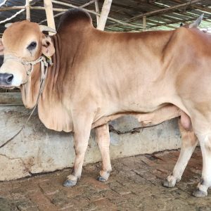 (Sold)TAG 475-308 KG (Approx up to Eid)