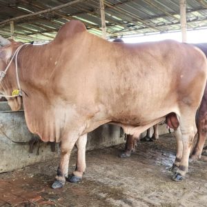 (SOLD)TAG 424-514 KG (Approx up to Eid)