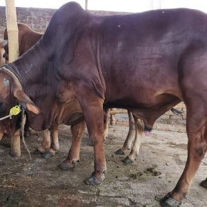 (SOLD)TAG 429 Brahma Cross-474 KG (Approx up to Eid)