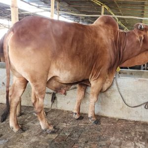 TAG 431-401 KG (Approx up to Eid)