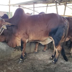 TAG 439-454 KG (Approx up to Eid)