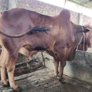 TAG 433-414 KG (Approx up to Eid)