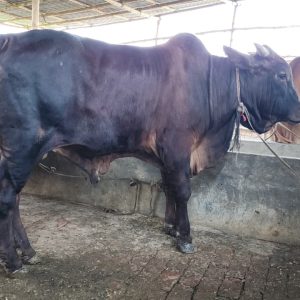 TAG 402-445 KG (Approx up to Eid)