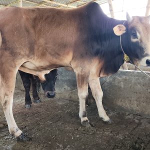 TAG 428-401 KG (Approx up to Eid)