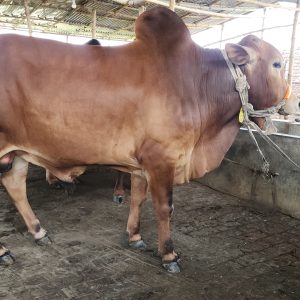 TAG 413-404 KG (Approx up to Eid)